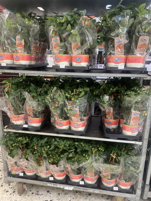 Tomatplante