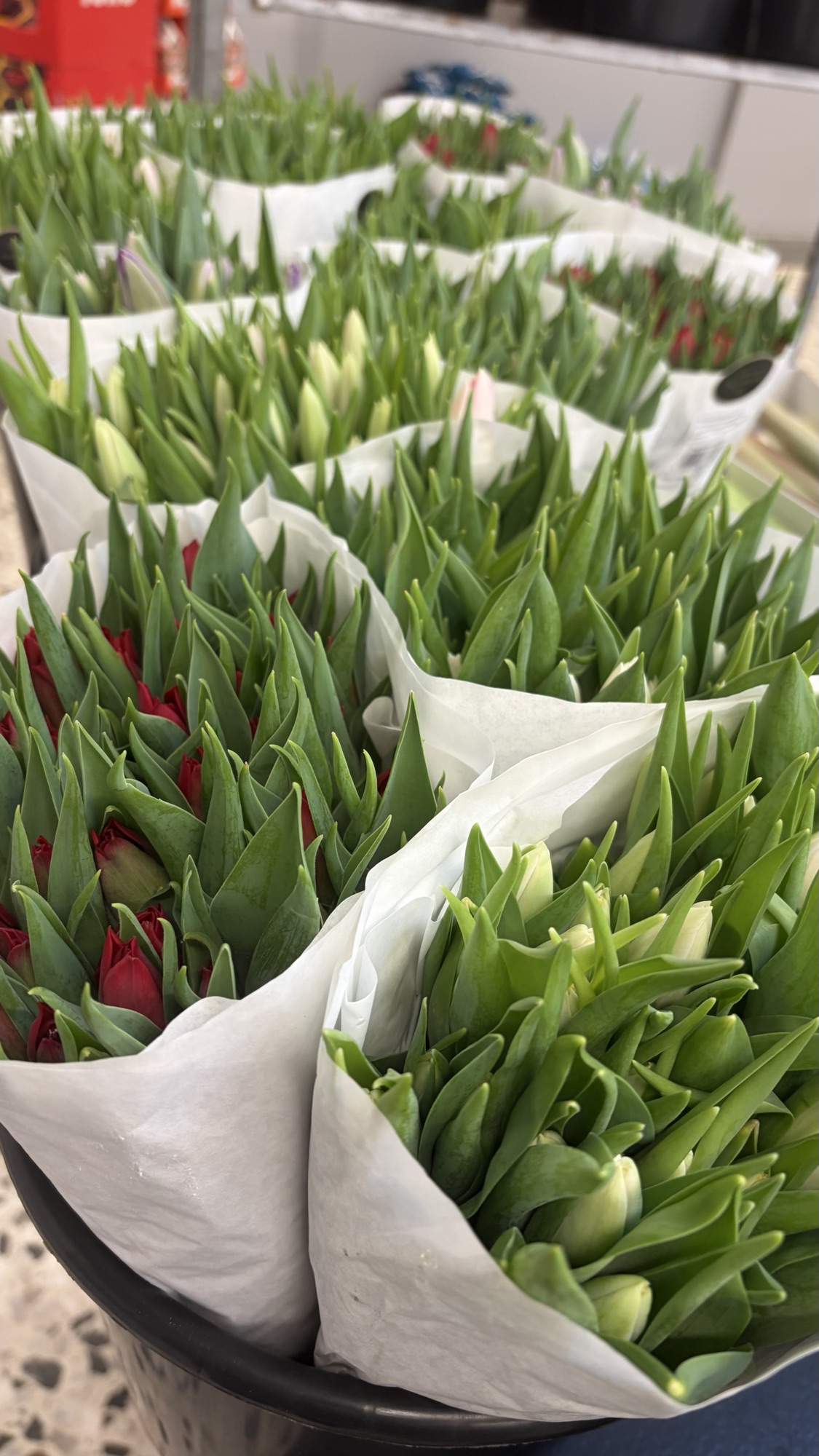 Tulipaner