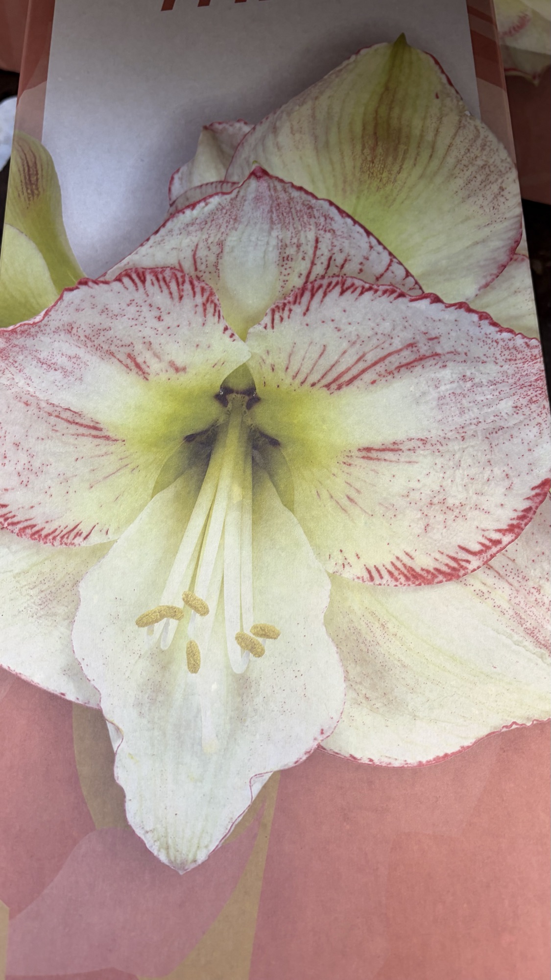 Amaryllis