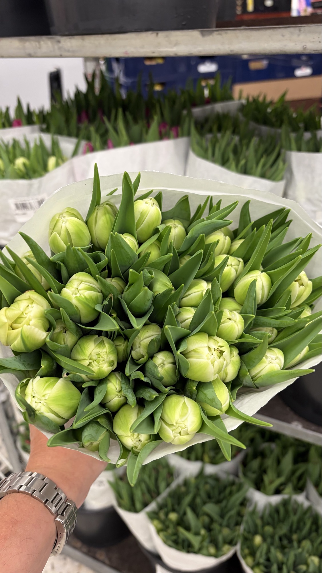 Tulipaner