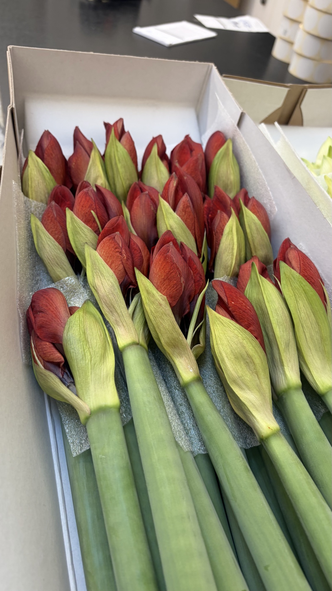 Amaryllis